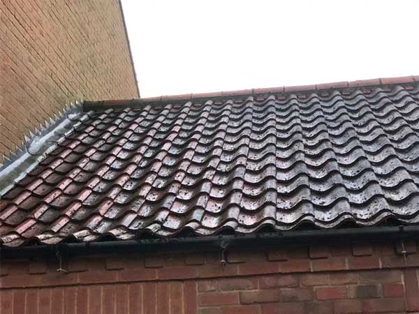 Roof Cleaning Services